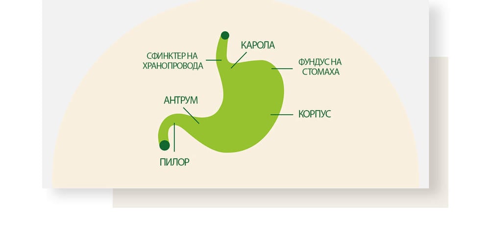 Функциониране на стомаха | Иберогаст®